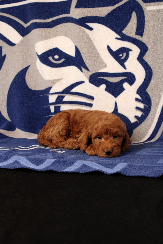 puppy, for, sale, Mini Goldendoodle F1B, Matthew B. Stoltzfus, dog, breeder, Gap, PA, dog-breeder, puppy-for-sale, forsale, nearby, find, puppyfind, locator, puppylocator, aca